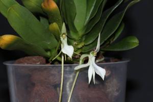 Jumellea densefoliata