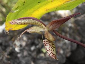 Catasetum laminatum
