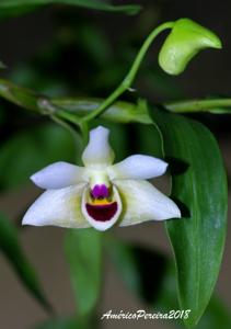 Dendrobium scoriarum