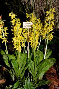 Calanthe striata