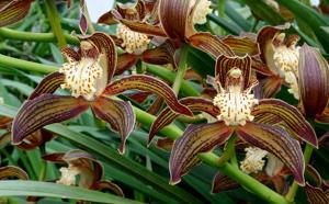 Cymbidium tracyanum