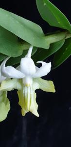 Dendrobium uniflorum