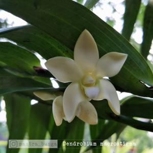 Dendrobium macrostigma