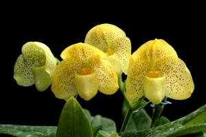 Paphiopedilum concolor