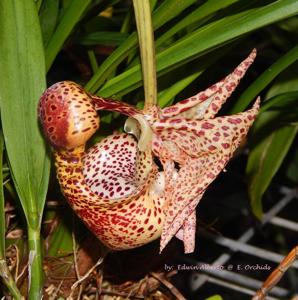 Coryanthes macrantha