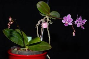 Phalaenopsis equestris