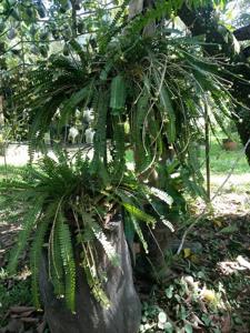 Agrostophyllum stipulatum