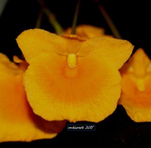 Dendrobium lindleyi