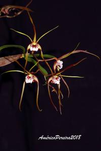 Dendrobium tetragonum