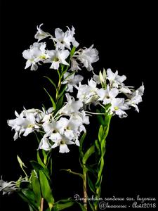 Dendrobium sanderae