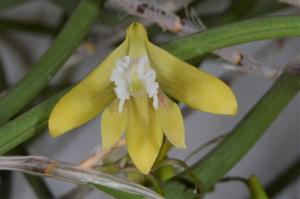 Dendrobium bowmanii