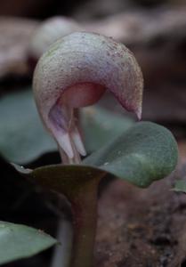 Corybas aconitiflorus