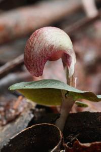 Corybas aconitiflorus
