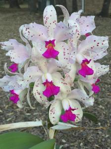 Cattleya amethystoglossa