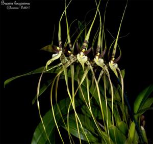 Brassia arcuigera