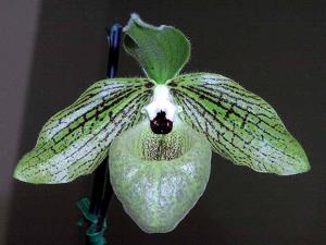 Paphiopedilum malipoense