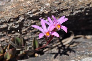 Cattleya liliputana