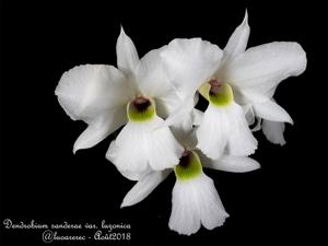 Dendrobium sanderae