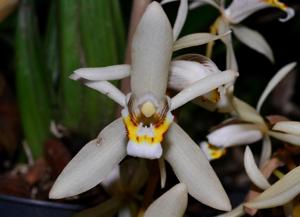 Coelogyne flaccida