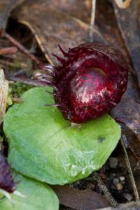 Corybas fimbriatus