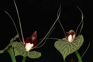 Corybas geminigibbus