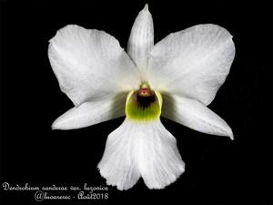 Dendrobium sanderae