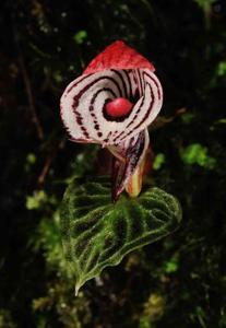 Corybas himalaicus