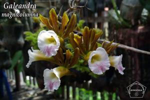 Galeandra magnicolumna