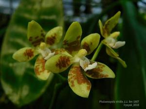 Phalaenopsis viridis