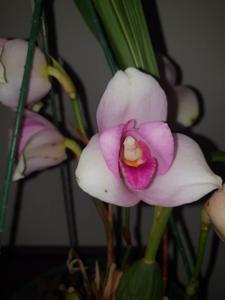 Lycaste virginalis