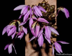 Dendrobium laterale