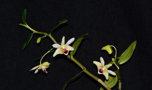 Dendrobium scoriarum