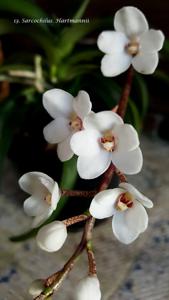 Sarcochilus hartmannii