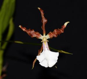 Miltonia cuneata