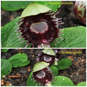 Corybas pruinosus