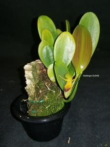 Pleurothallis medinae