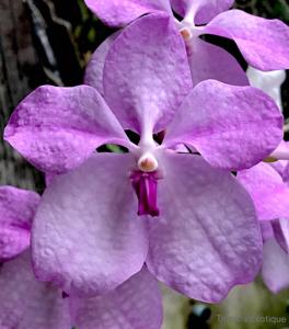 Vanda coerulea