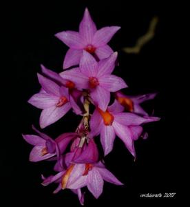 Dendrobium glomeratum