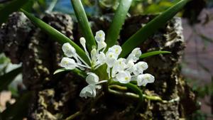 Podangis dactyloceras