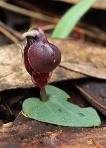Corybas unguiculatus
