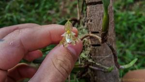 Bulbophyllum ambrosia
