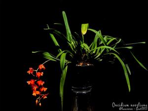 Oncidium noezlianum