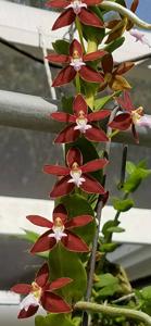 Trichoglottis atropurpurea