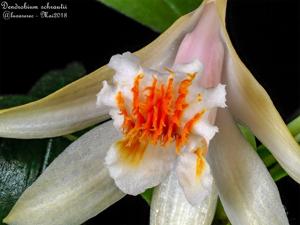 Dendrobium cariniferum