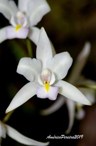 Laelia albida