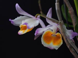 Dendrobium gratiosissimum