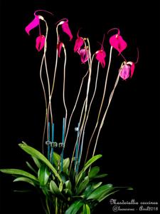 Masdevallia coccinea