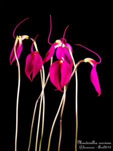 Masdevallia coccinea