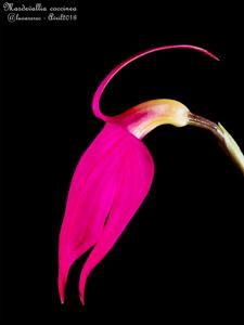 Masdevallia coccinea