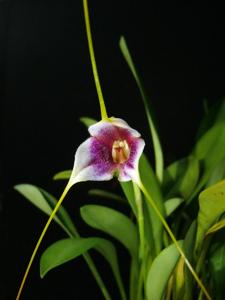 Masdevallia exquisita